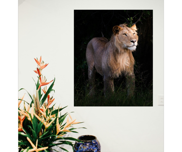 Lion